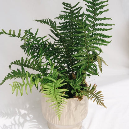 Robust Male Fern - LandscapeDirect