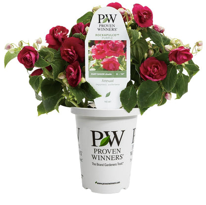Rockapulco® Purple Impatiens - LandscapeDirect