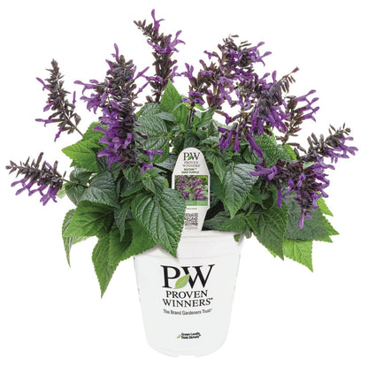 Rockin Deep Purple Salvia - LandscapeDirect