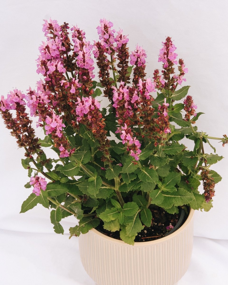 Rose Marvel Meadow Sage - LandscapeDirect
