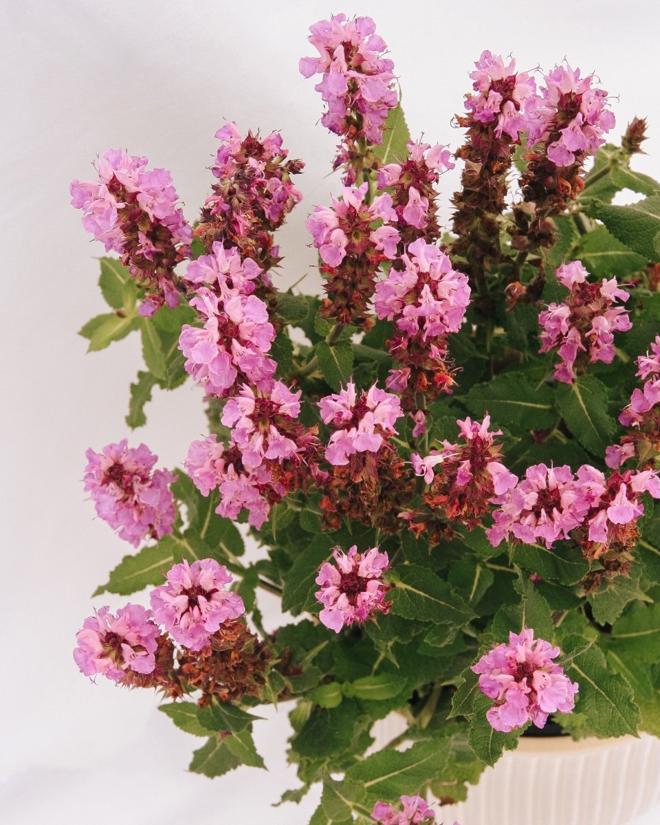 Rose Marvel Meadow Sage - LandscapeDirect