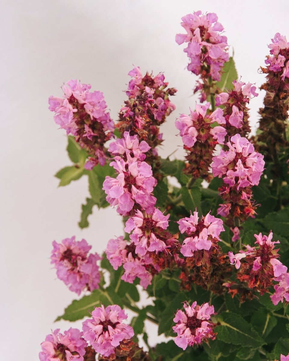 Rose Marvel Meadow Sage - LandscapeDirect