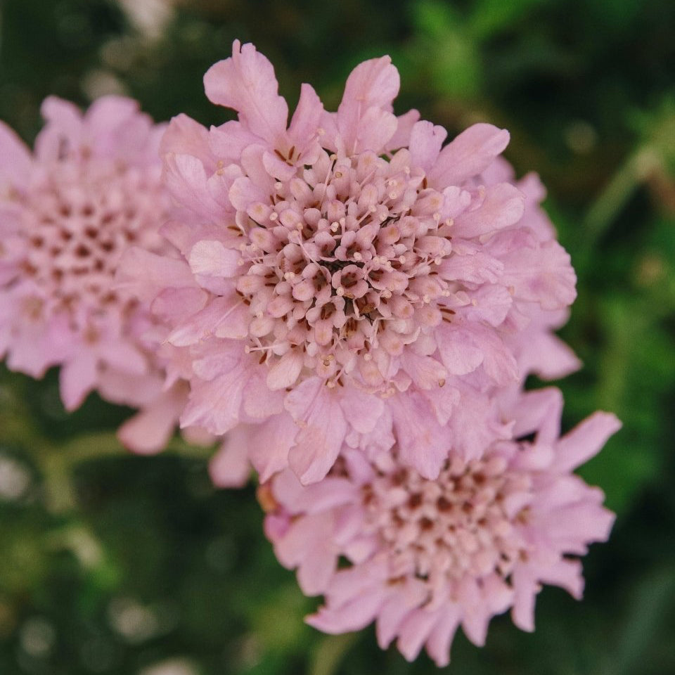 Rose Pink Pincushion Flower - LandscapeDirect