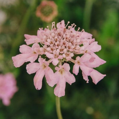 Rose Pink Pincushion Flower - LandscapeDirect
