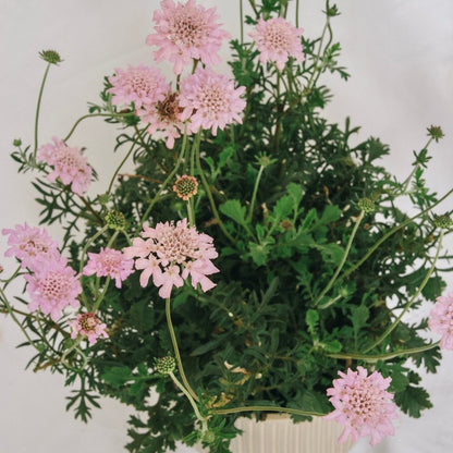 Rose Pink Pincushion Flower - LandscapeDirect