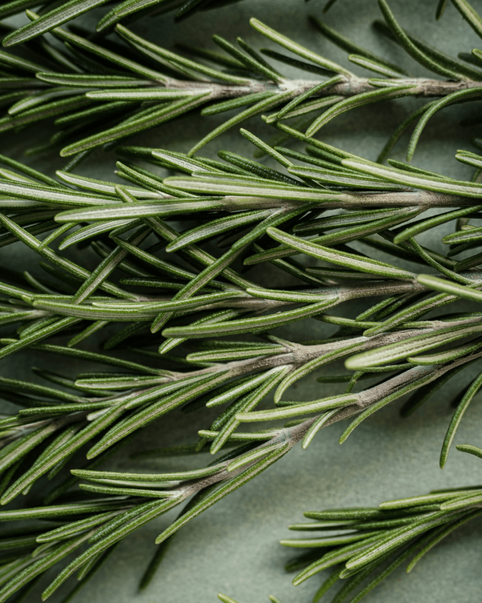 Rosemary - LandscapeDirect