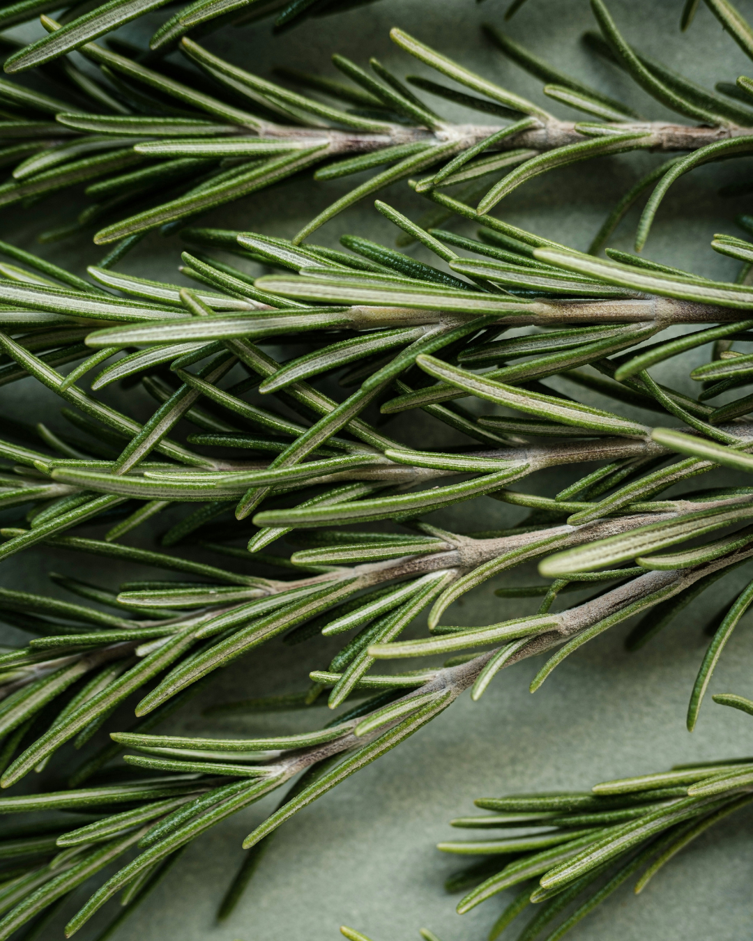 Rosemary
