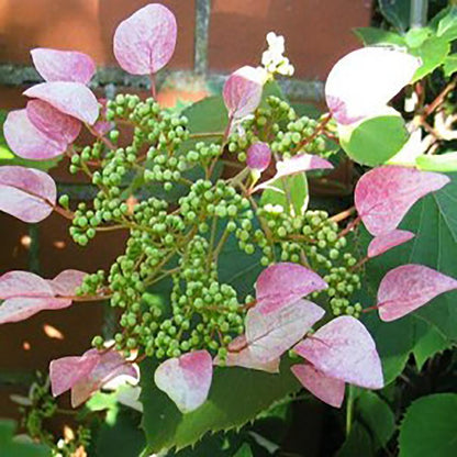 Roseum Japanese Hydrangea Vine - LandscapeDirect