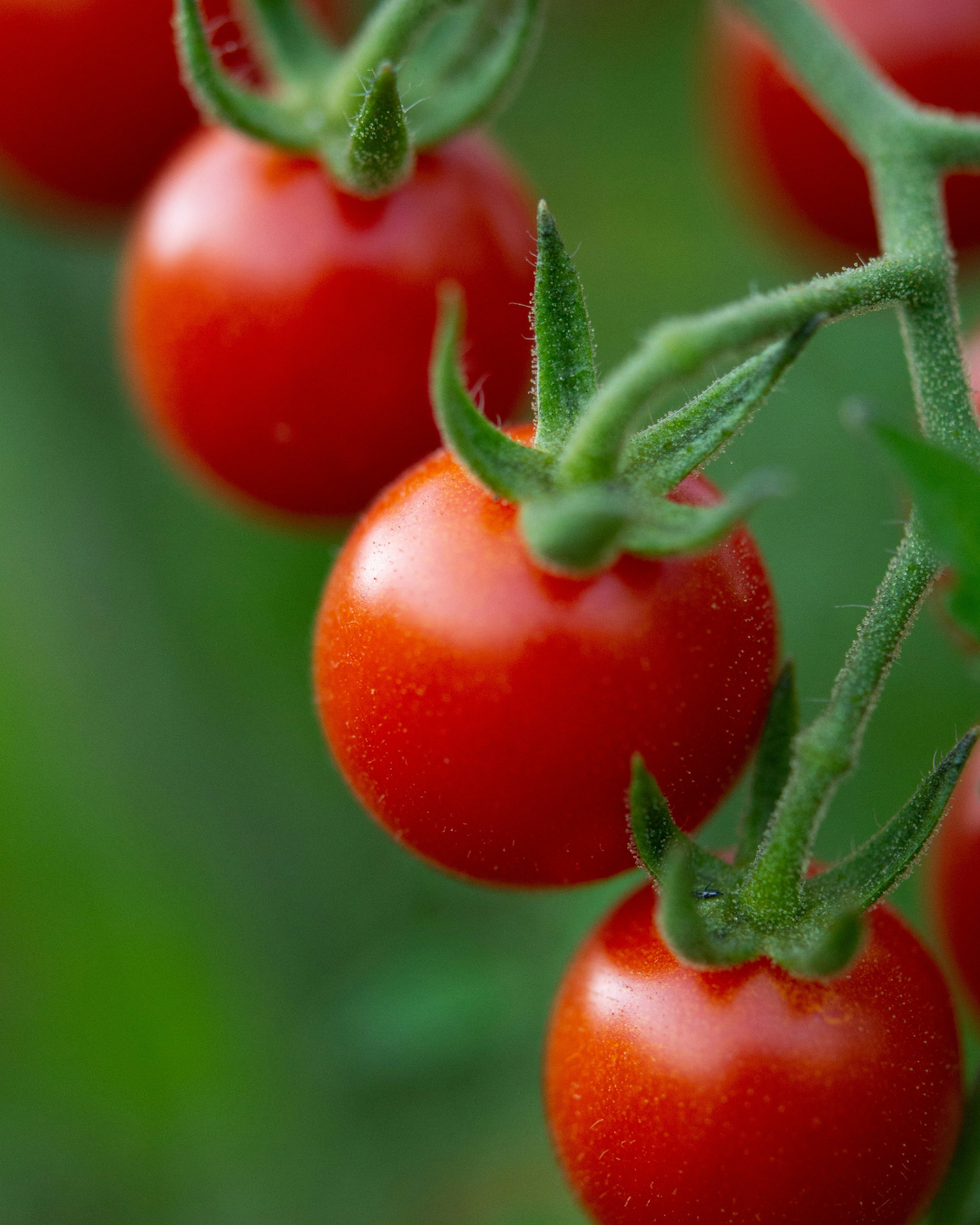 Sweet Million Red Cherry Tomato