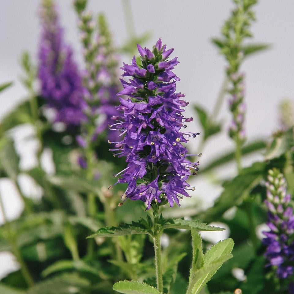 Royal Rembrandt Speedwell - LandscapeDirect