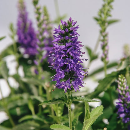 Royal Rembrandt Speedwell - LandscapeDirect