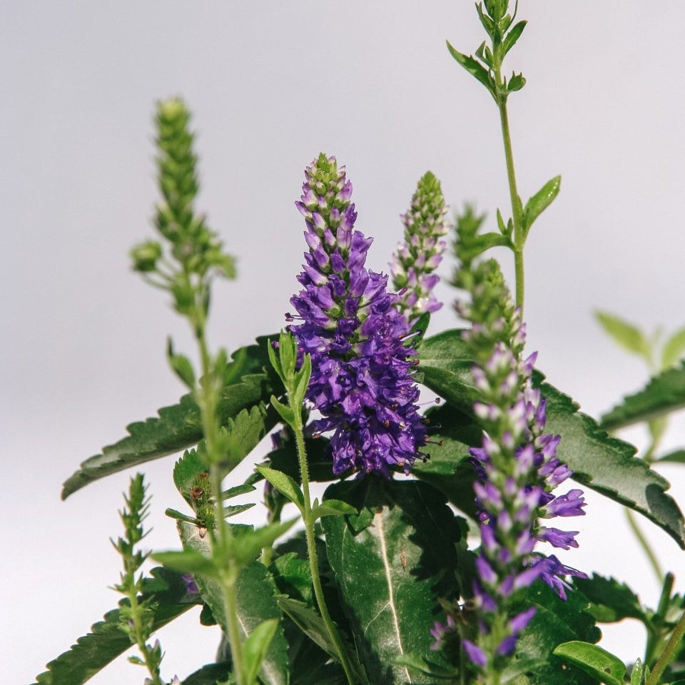 Royal Rembrandt Speedwell - LandscapeDirect