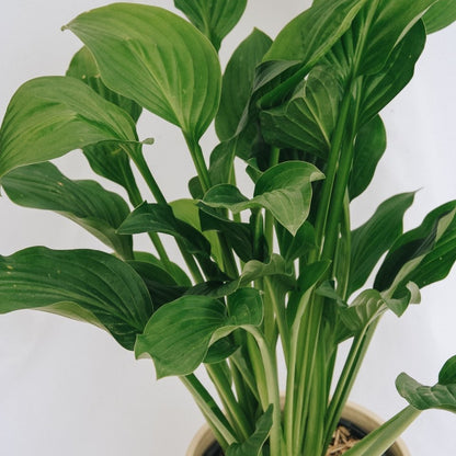 Royal Standard Plantain Lily - LandscapeDirect