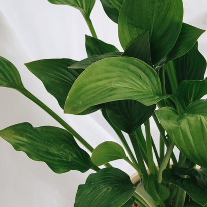 Royal Standard Plantain Lily - LandscapeDirect