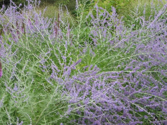 Russian Sage - LandscapeDirect