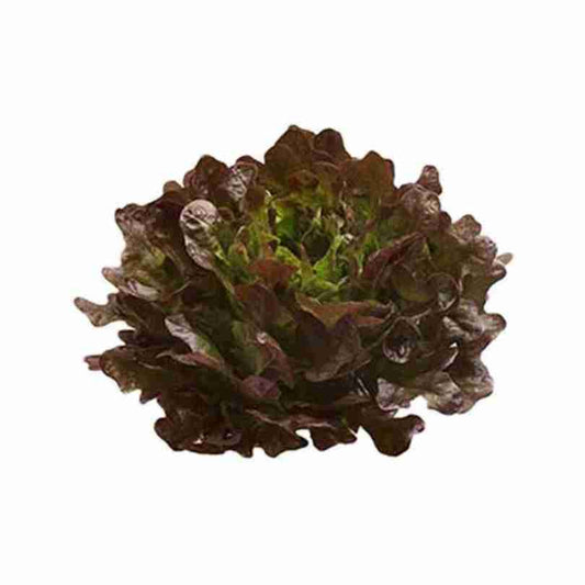 Salanova® Oak Red Lettuce - LandscapeDirect