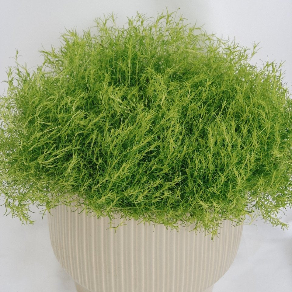 Scotch Moss – LandscapeDirect