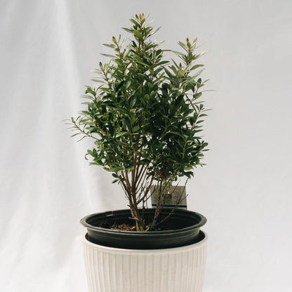 Shamrock Holly - LandscapeDirect