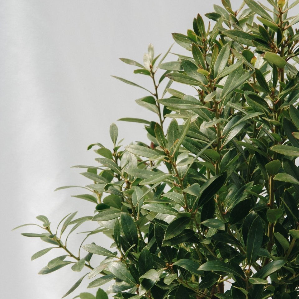 Shamrock Holly - LandscapeDirect