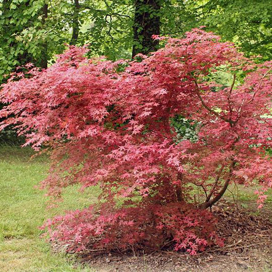 Shindeshojo Japanese Maple - LandscapeDirect