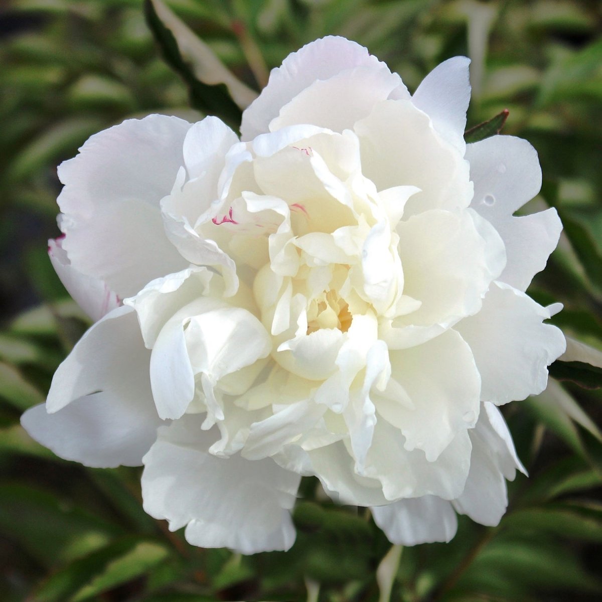 Shirley Temple Peony - LandscapeDirect