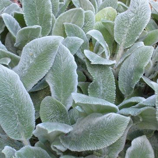 Silver Carpet Lamb's Ear - LandscapeDirect