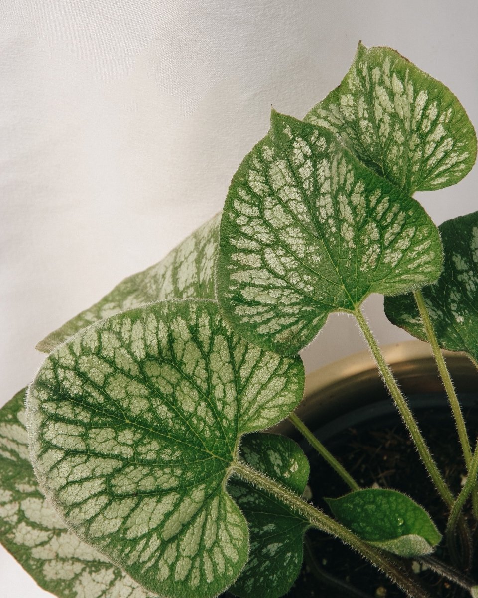 Silver Charm Siberian Bugloss - LandscapeDirect