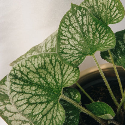 Silver Charm Siberian Bugloss - LandscapeDirect