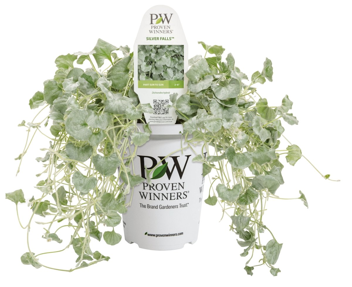 Silver Falls™ Dichondra - LandscapeDirect