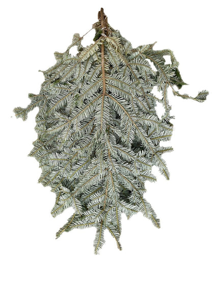 Silver Fir Boughs - LandscapeDirect