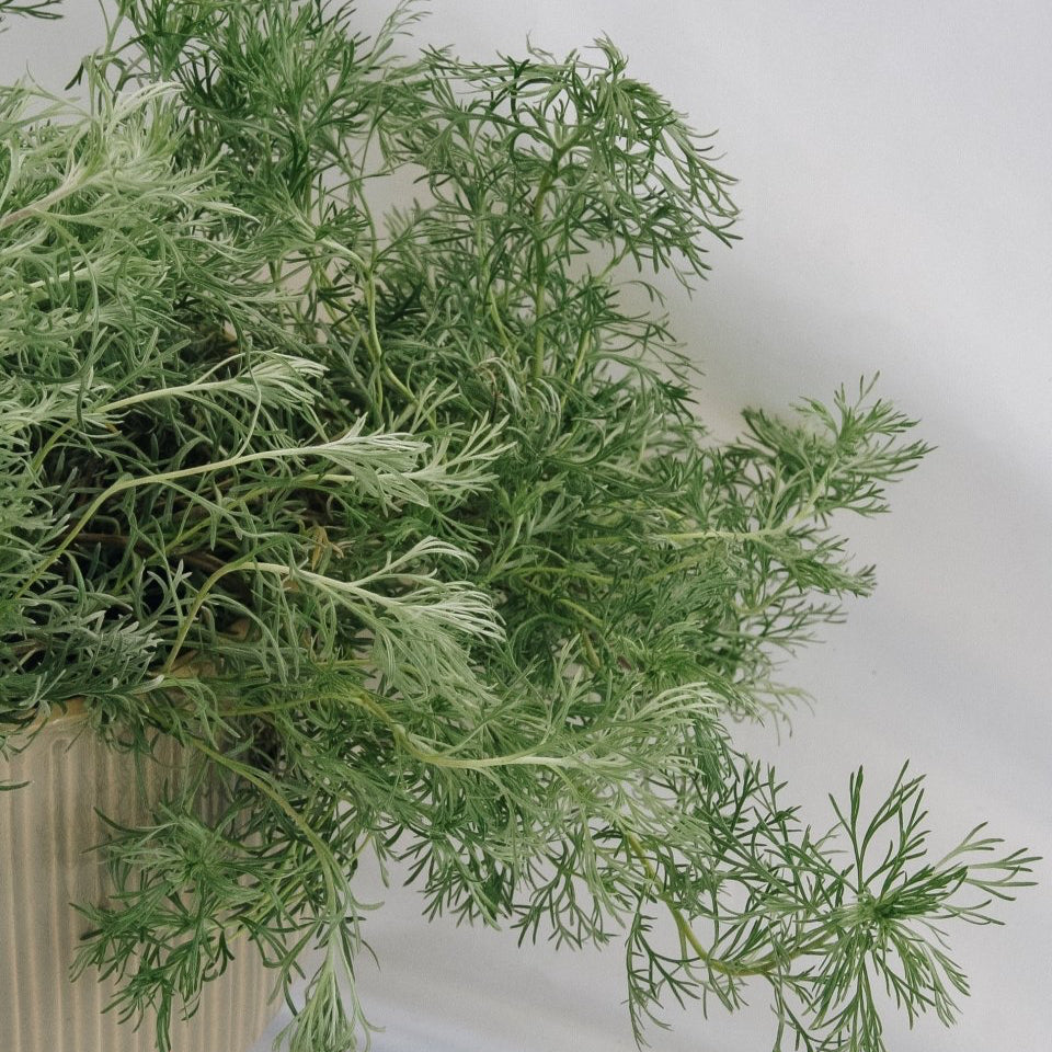 Silvermound Artemesia - LandscapeDirect