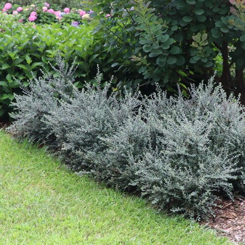 SILVERSTONE™ Cotoneaster - LandscapeDirect