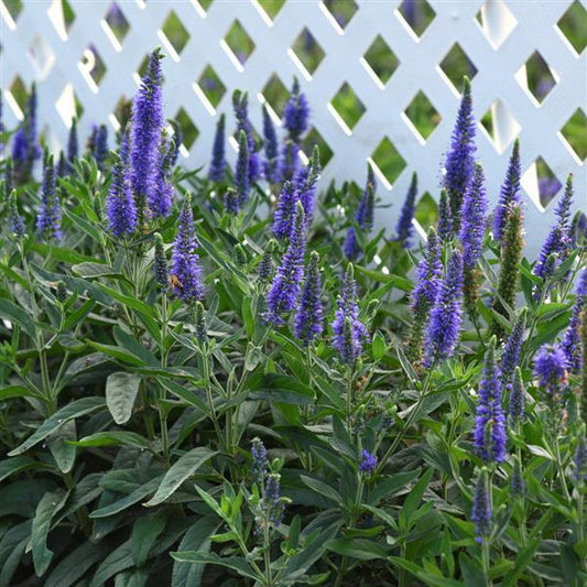 Skyward™ Blue Speedwell - LandscapeDirect