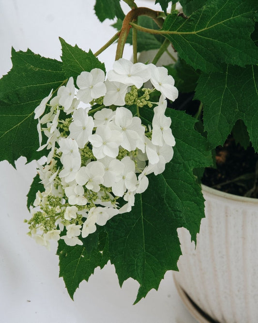 Snow Queen Oakleaf Hydrangea - LandscapeDirect