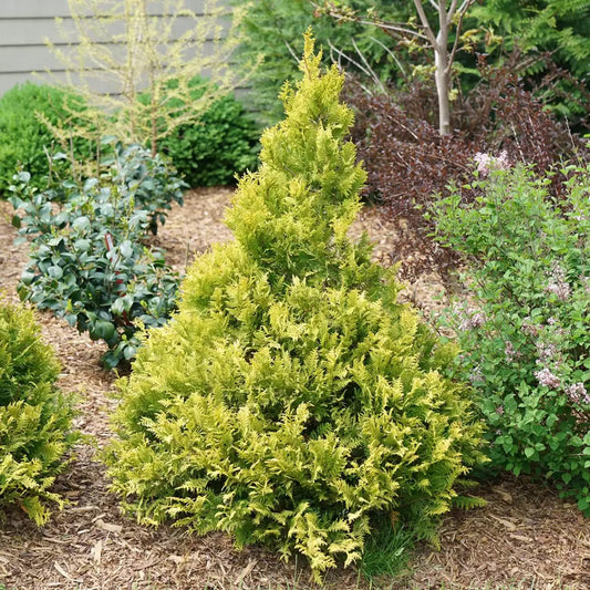 Soft Serve Gold False Cypress - LandscapeDirect