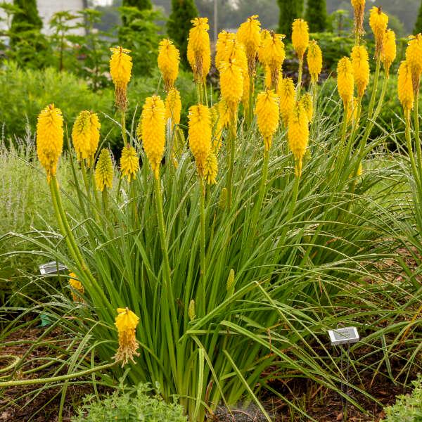 Solar Flare Red Hot Poker - LandscapeDirect