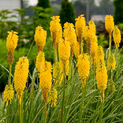 Solar Flare Red Hot Poker - LandscapeDirect