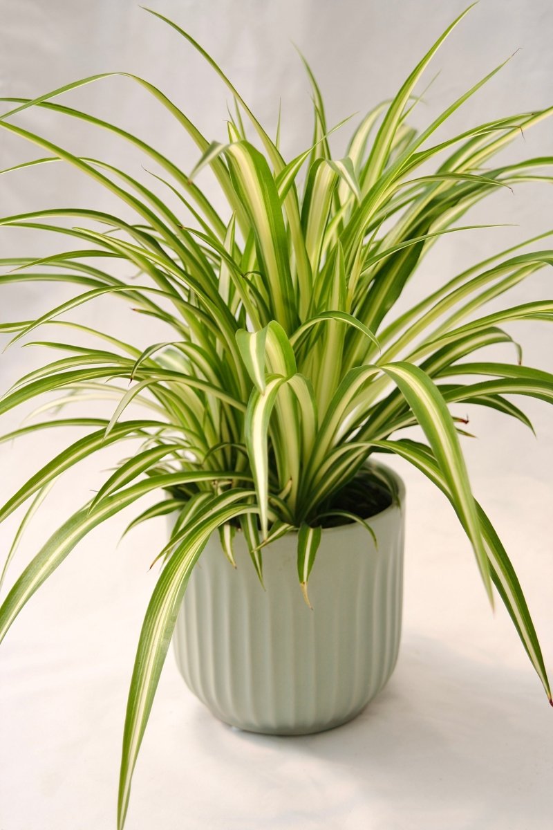Spider Plant 5" Maria - LandscapeDirect