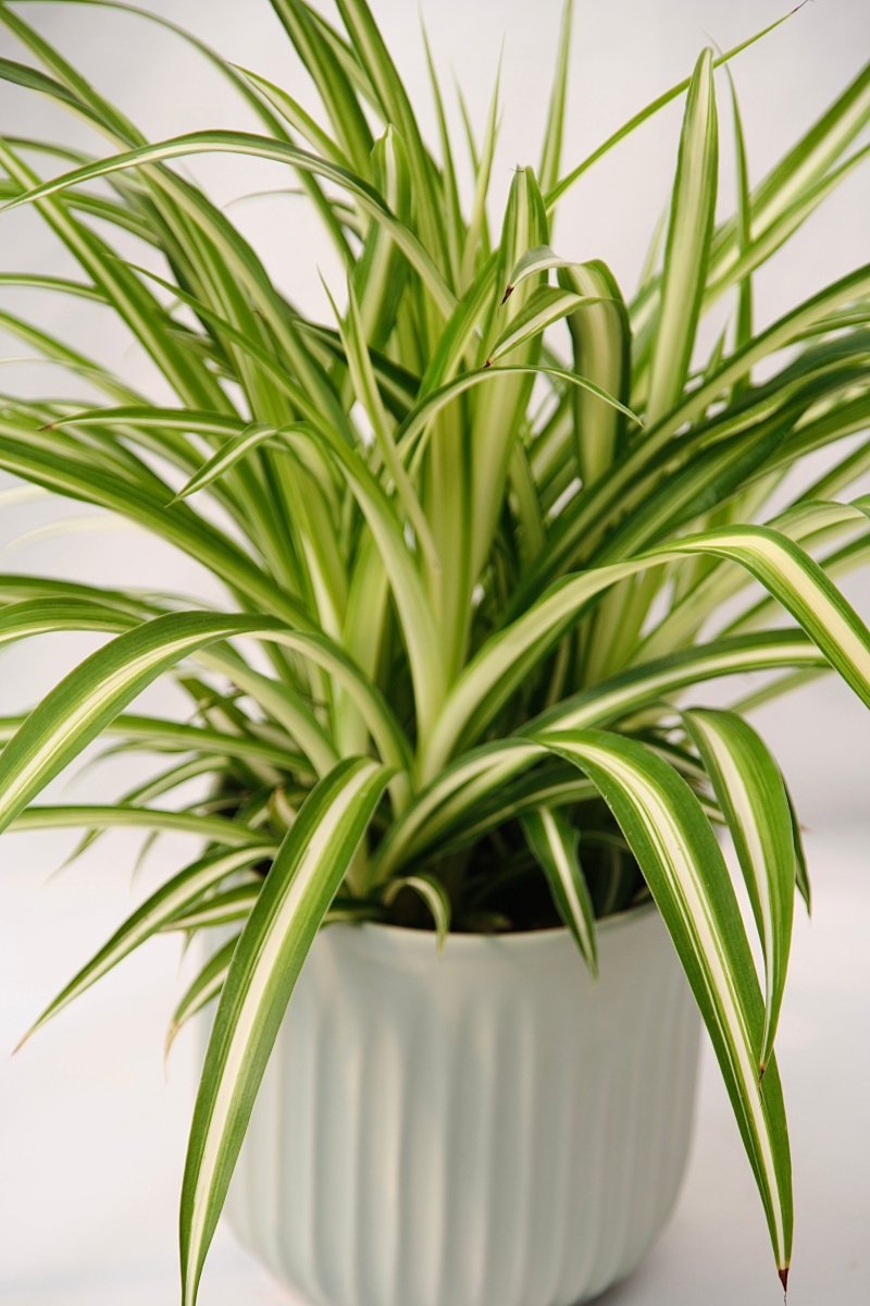 Spider Plant 5" Maria - LandscapeDirect