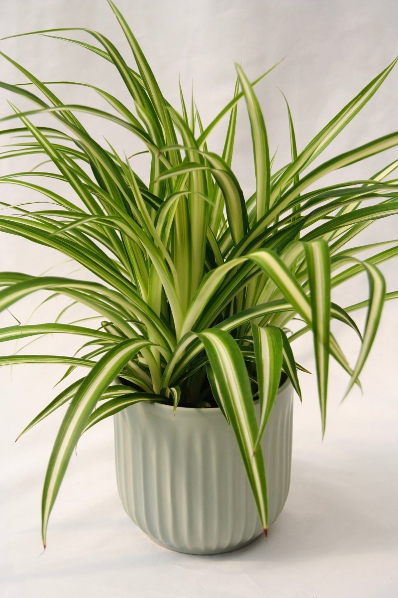 Spider Plant 5" Maria - LandscapeDirect