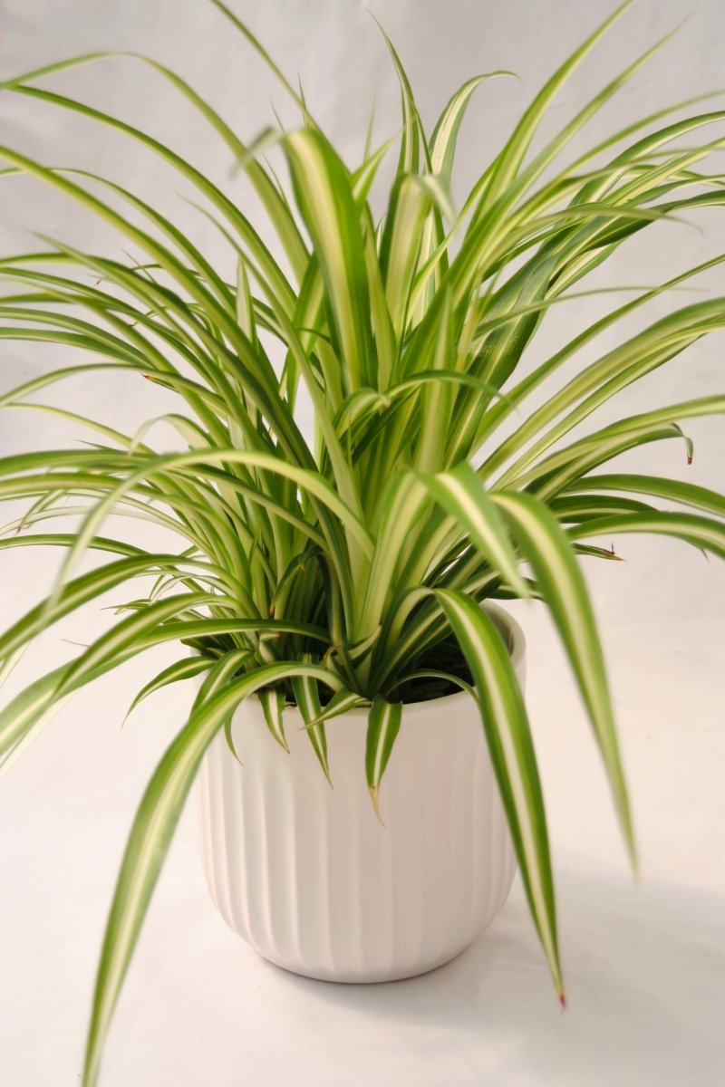 Spider Plant 5" Maria - LandscapeDirect