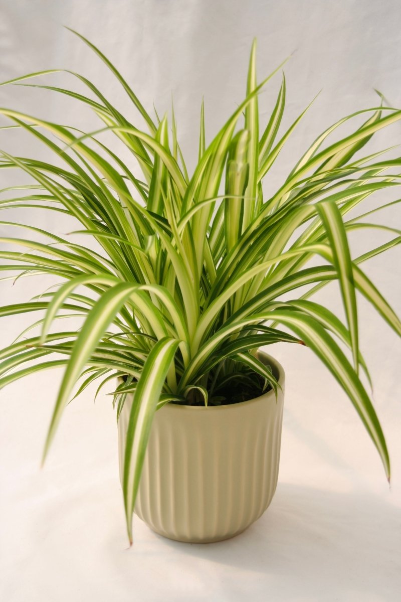 Spider Plant 5" Maria - LandscapeDirect