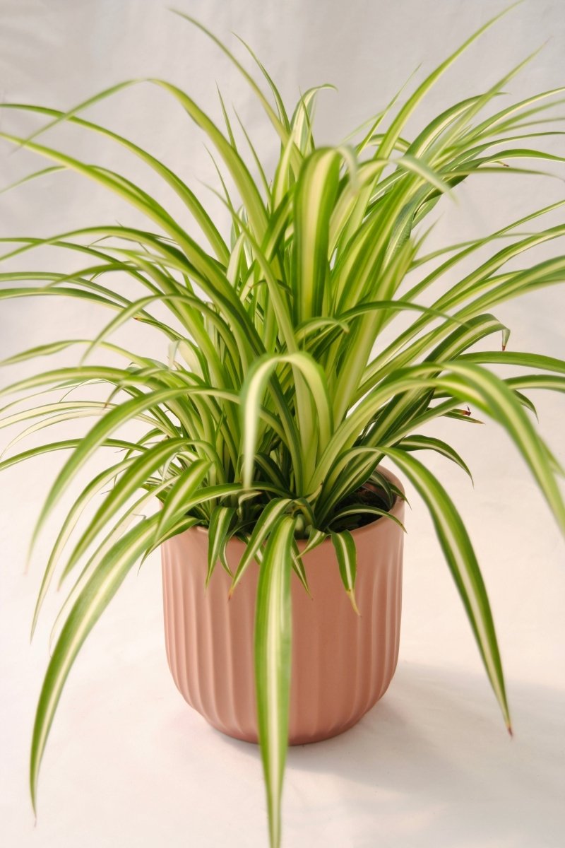 Spider Plant 5" Maria - LandscapeDirect