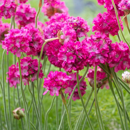Splendens Sea Thrift - LandscapeDirect