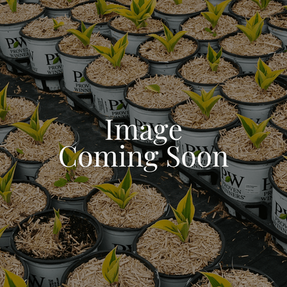 Spot On Deep Rose Two - row Stonecrop - LandscapeDirect