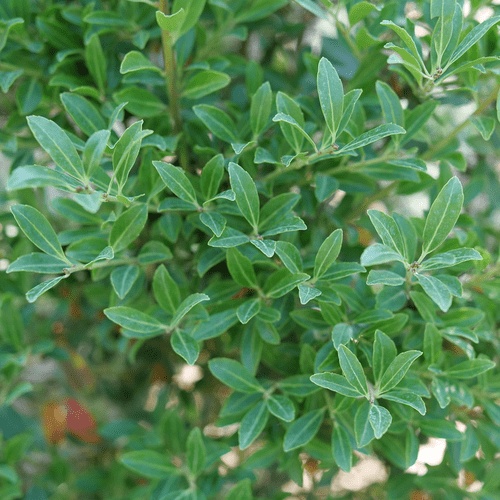 Squeeze Box™ Inkberry Holly - LandscapeDirect