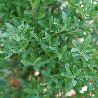Squeeze Box™ Inkberry Holly - LandscapeDirect