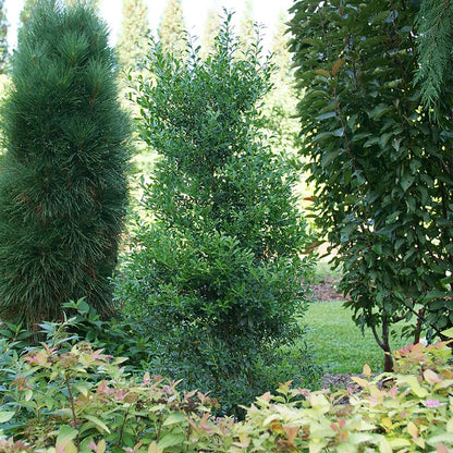 Squeeze Box™ Inkberry Holly - LandscapeDirect