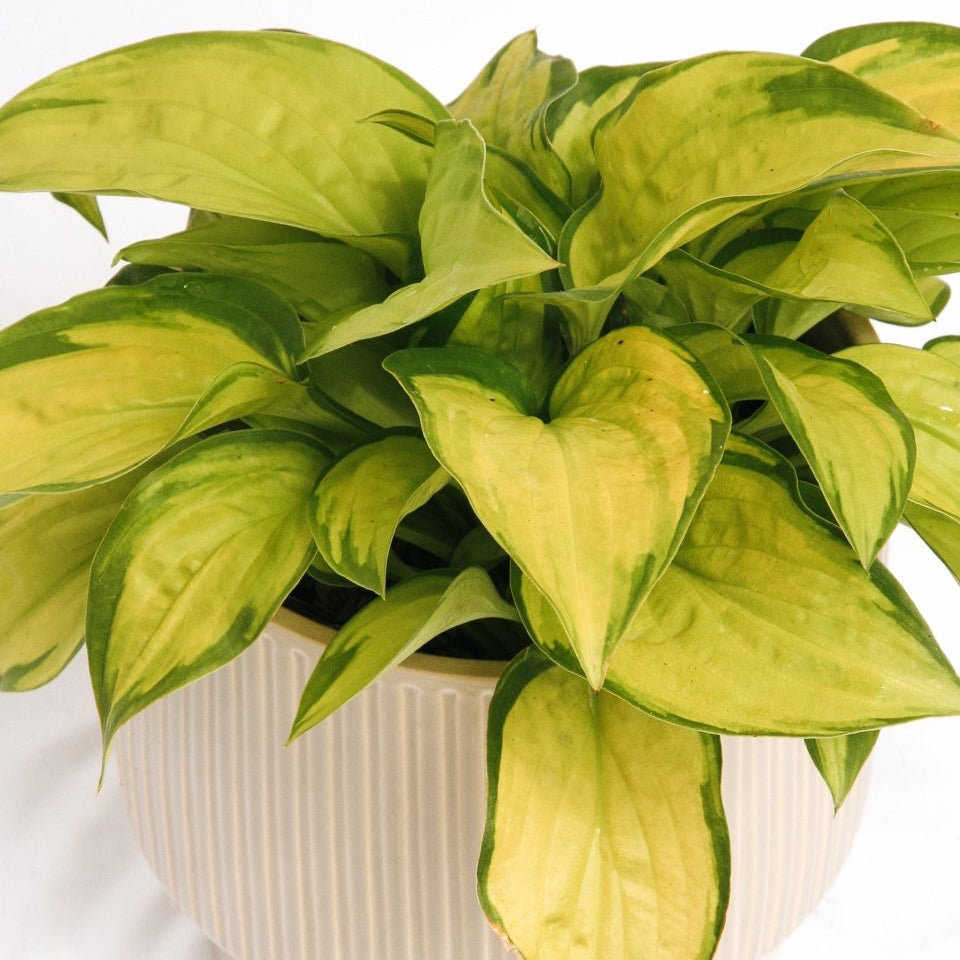 Stained Glass Hosta - LandscapeDirect