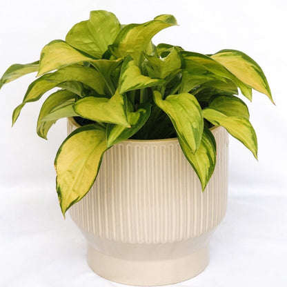 Stained Glass Hosta - LandscapeDirect